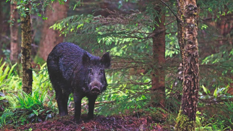 Wild boar in wood